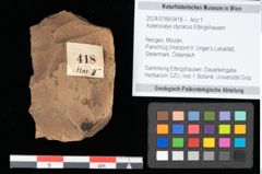 Foto (Objekt + Etikett) von Asterocalyx styriacus Ettingshausen (NHMW-GEO-2024-0188-0418)
